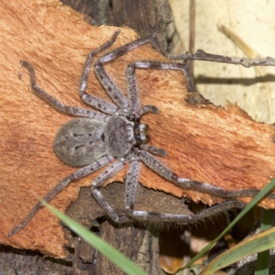 Isopeda sp. (genus) (Huntsman Spider) at Lake Burley Griffin West - 4 Jun 2018 by jbromilow50