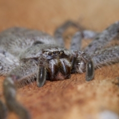 Isopeda sp. (genus) at Acton, ACT - 4 Jun 2018