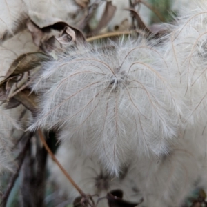 Clematis aristata at Yarrangobilly, NSW - 27 May 2018