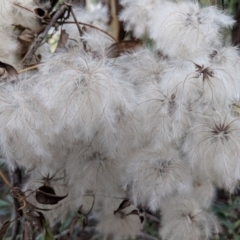 Clematis aristata at Yarrangobilly, NSW - 27 May 2018