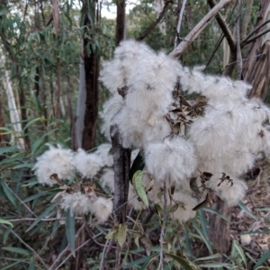 Clematis aristata at Yarrangobilly, NSW - 27 May 2018