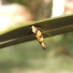 Olbonoma triptycha at Conder, ACT - 22 Nov 2017