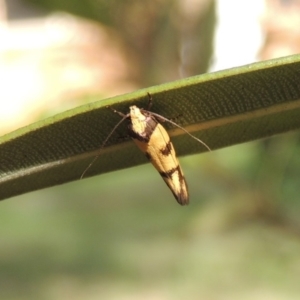 Olbonoma triptycha at Conder, ACT - 22 Nov 2017