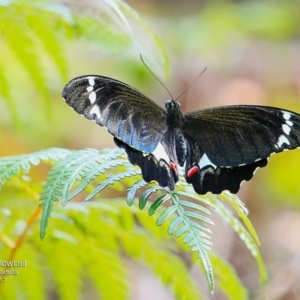 Papilio aegeus at undefined - 2 Jan 2017