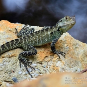 Intellagama lesueurii howittii at Ulladulla, NSW - 2 Jan 2017