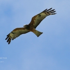 Lophoictinia isura (Square-tailed Kite) at Undefined - 2 Jan 2017 by Charles Dove