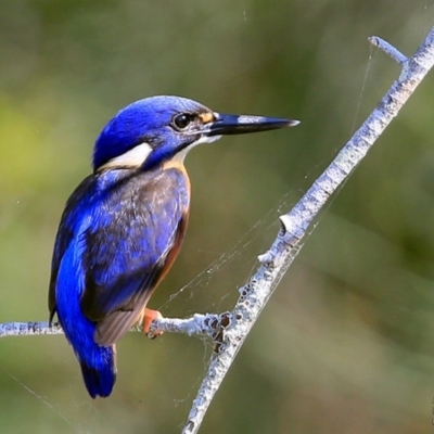 Ceyx azureus (Azure Kingfisher) at Undefined - 26 Feb 2017 by Charles Dove