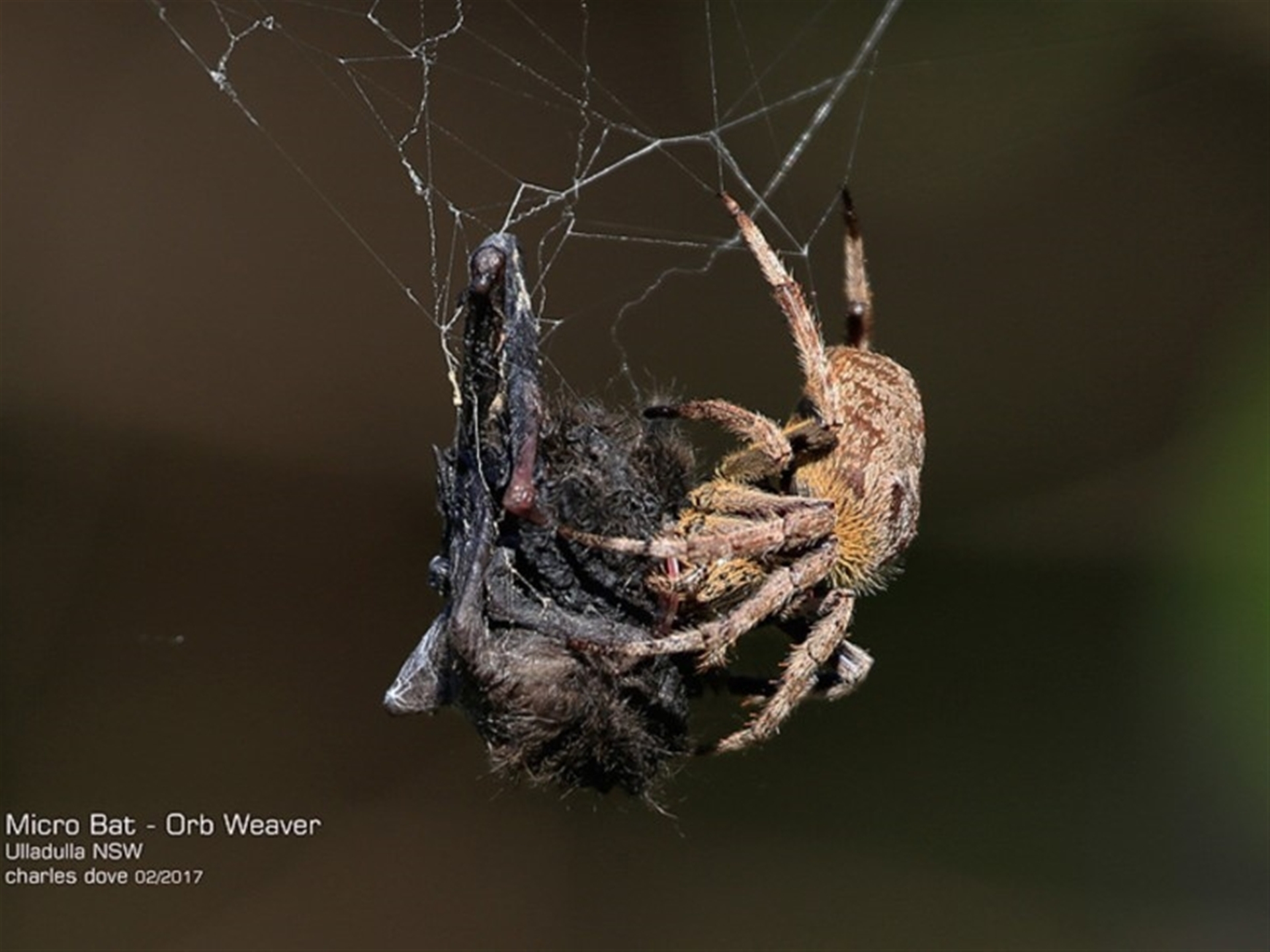 Vespadelus sp. (genus) at undefined - 30 Jan 2017 12:00 AM