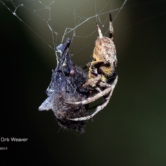 Vespadelus sp. (genus) at undefined - 30 Jan 2017 12:00 AM