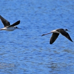 Himantopus leucocephalus (Pied Stilt) at Undefined - 23 Feb 2017 by CharlesDove