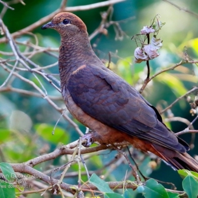 Macropygia phasianella (Brown Cuckoo-dove) at Meroo National Park - 26 Feb 2017 by Charles Dove
