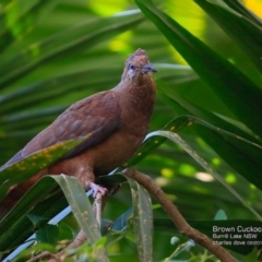 Macropygia phasianella at Meroo National Park - 27 Feb 2017