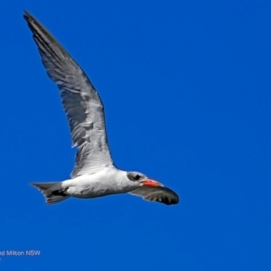 Hydroprogne caspia at undefined - 22 Feb 2017 12:00 AM