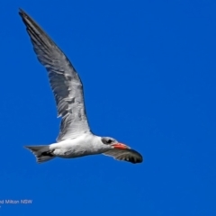 Hydroprogne caspia (Caspian Tern) at Undefined - 21 Feb 2017 by Charles Dove