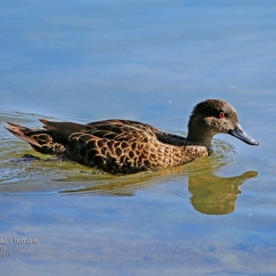 Anas gracilis (Grey Teal) at Undefined - 27 Feb 2017 by Charles Dove