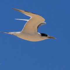 Thalasseus bergii (Crested Tern) at Undefined - 28 Feb 2017 by CharlesDove