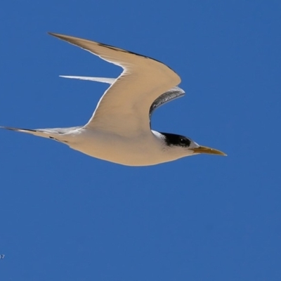 Thalasseus bergii (Crested Tern) at Undefined - 27 Feb 2017 by Charles Dove
