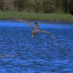 Nycticorax caledonicus (Nankeen Night-Heron) at Undefined - 21 Feb 2017 by Charles Dove