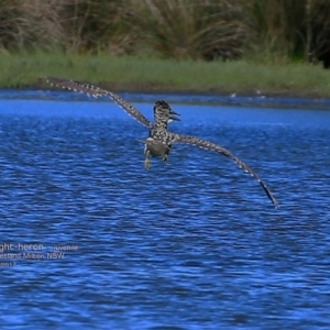 Nycticorax caledonicus at undefined - 22 Feb 2017 12:00 AM