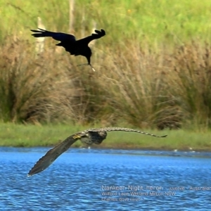 Nycticorax caledonicus at undefined - 22 Feb 2017 12:00 AM