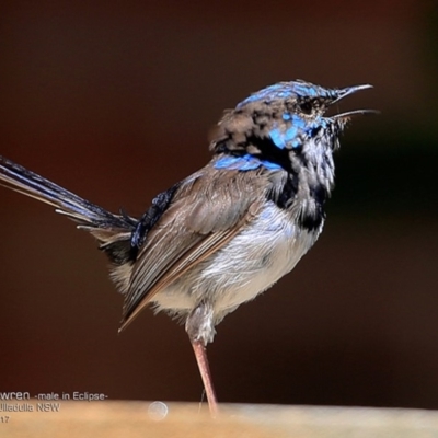 Malurus cyaneus (Superb Fairywren) at One Track For All - 26 Feb 2017 by Charles Dove