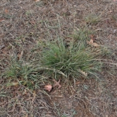 Sporobolus creber (Slender Rat's Tail Grass) at Griffith Woodland - 5 Jun 2018 by ianandlibby1