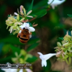 Amegilla (Asaropoda) bombiformis (Teddy Bear Bee) at Burrill Lake Aboriginal Cave Walking Track - 23 Feb 2017 by CharlesDove