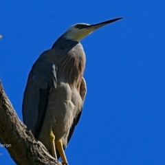 Egretta novaehollandiae (White-faced Heron) at Undefined - 21 Feb 2017 by Charles Dove