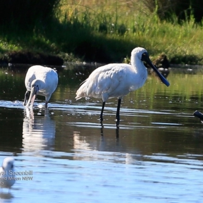 Platalea flavipes (Yellow-billed Spoonbill) at Undefined - 23 Feb 2017 by CharlesDove