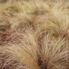 Nassella trichotoma (Serrated Tussock) at Fyshwick, ACT - 5 Jun 2018 by ACTParks-InvasivePlantsTeam