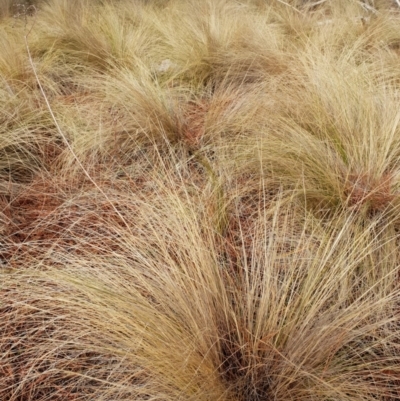 Nassella trichotoma (Serrated Tussock) at Fyshwick, ACT - 5 Jun 2018 by ACTParks-InvasivePlantsTeam