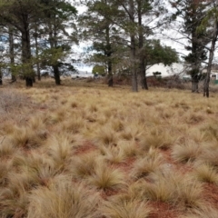 Nassella trichotoma at Fyshwick, ACT - 5 Jun 2018