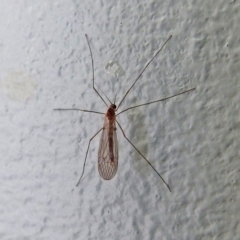 Tipulidae or Limoniidae (family) (Unidentified Crane Fly) at Macarthur, ACT - 4 Jun 2018 by RodDeb