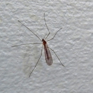 Tipulidae or Limoniidae (family) at Macarthur, ACT - 5 Jun 2018 09:25 AM