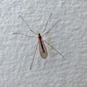 Tipulidae or Limoniidae (family) at Macarthur, ACT - 5 Jun 2018