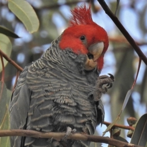 Callocephalon fimbriatum at Deakin, ACT - 5 Jun 2018