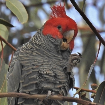 Callocephalon fimbriatum (Gang-gang Cockatoo) at Deakin, ACT - 5 Jun 2018 by JohnBundock