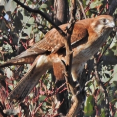 Falco berigora (Brown Falcon) at Stromlo, ACT - 5 Jun 2018 by JohnBundock