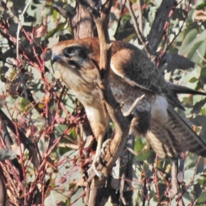 Falco berigora at Stromlo, ACT - 5 Jun 2018