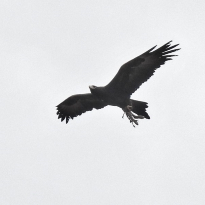 Aquila audax (Wedge-tailed Eagle) at Coree, ACT - 5 Jun 2018 by JohnBundock