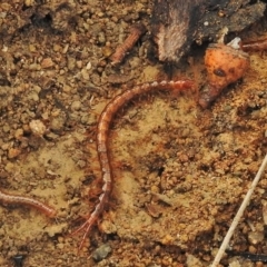 Scolopendromorpha (order) (A centipede) at Coree, ACT - 5 Jun 2018 by JohnBundock