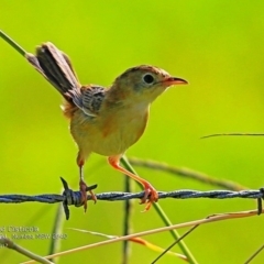 Cisticola exilis (Golden-headed Cisticola) at Undefined - 16 Feb 2017 by Charles Dove