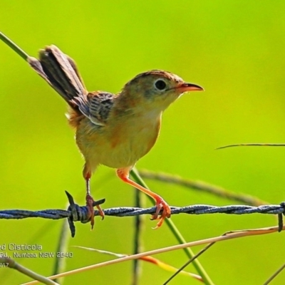 Cisticola exilis (Golden-headed Cisticola) at Undefined - 16 Feb 2017 by Charles Dove