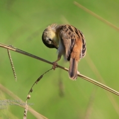 Cisticola exilis at undefined - 17 Feb 2017 12:00 AM