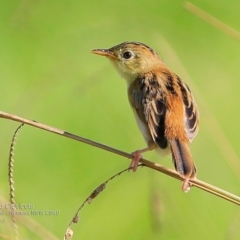 Cisticola exilis at undefined - 17 Feb 2017