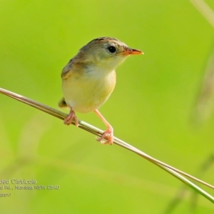 Cisticola exilis at undefined - 17 Feb 2017 12:00 AM