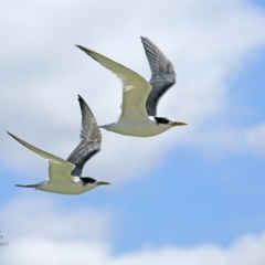 Thalasseus bergii (Crested Tern) at Undefined - 20 Feb 2017 by Charles Dove