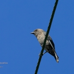 Artamus cyanopterus (Dusky Woodswallow) at Manyana Inyadda Drive development area - 14 Feb 2017 by CharlesDove