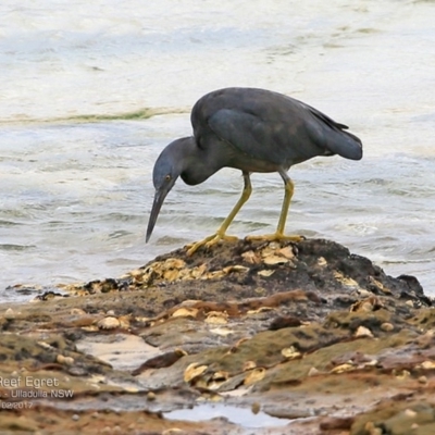 Egretta sacra (Eastern Reef Egret) at Dolphin Point, NSW - 20 Feb 2017 by CharlesDove