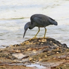 Egretta sacra (Eastern Reef Egret) at Dolphin Point, NSW - 19 Feb 2017 by Charles Dove